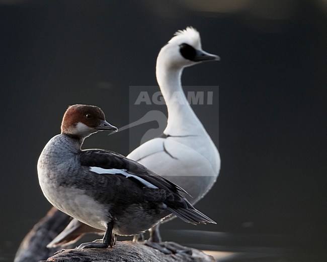 Paartje Nonnetjes; Pair of Smew stock-image by Agami/Markus Varesvuo,