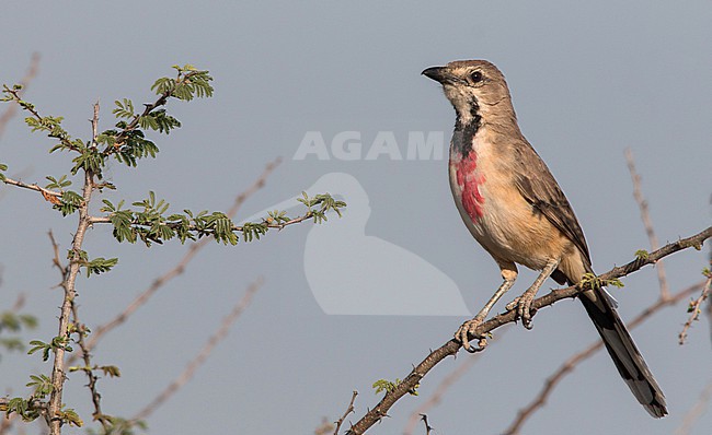 Rosy-patched bushshrike, Rhodophoneus cruentus, in Ethiopia.
Also known as Telophorus cruentus. stock-image by Agami/Ian Davies,