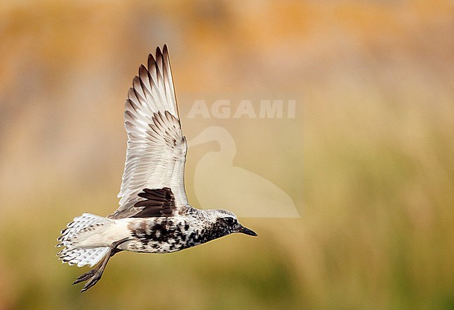 Adult Grey Plover (Pluvialis squatarola) in flight on Utö Finland. stock-image by Agami/Markus Varesvuo,