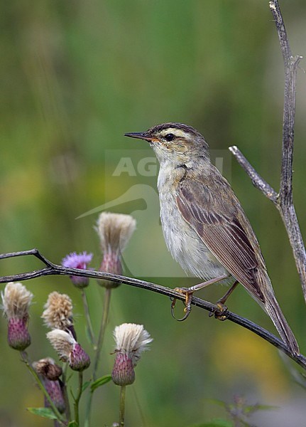 Sedge Warbler Finland August breeding Ruokokerttunen Helsinki Viikki 2.8. 2009 Acrocephalus schoenobaenus Nature Photo Gallery Wildlife Photographe Birdpictures Luontokuvagalleria lintuvalokuvia stock-image by Agami/Tomi Muukkonen,
