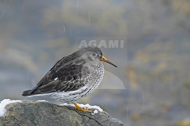 Adulte Paarse Strandloper aan rotskust; Adult Purple Sandpiper on rocky shore stock-image by Agami/Markus Varesvuo,