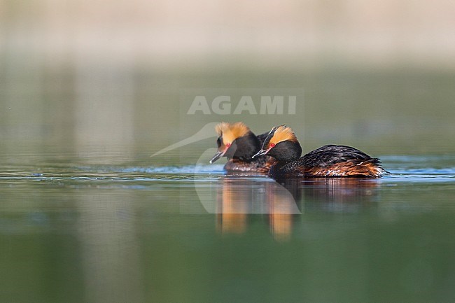 Adult Slavonian Grebe (Podiceps auritus auritus) swimming in a fresh water lake near Jekaterinburgh in Russia. Bird in ful breeding plumage. stock-image by Agami/Ralph Martin,