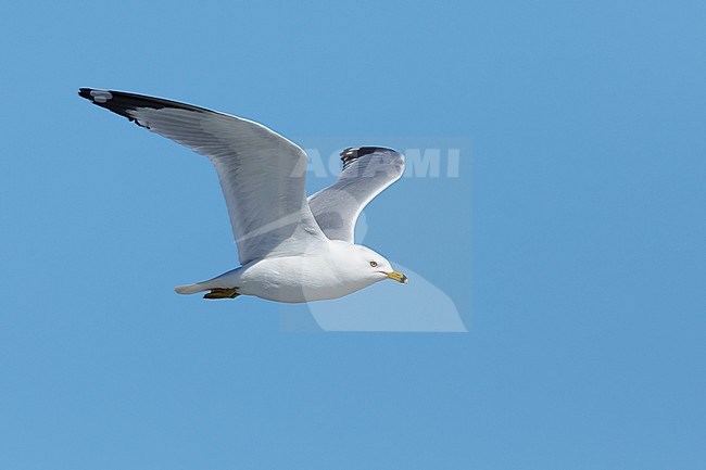 Adult Ring-billed Gull, Larus delawarensis
Churchill, Manitoba, Canada
June 2017 stock-image by Agami/Brian E Small,