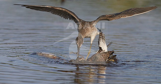Parende Bosruiters; Adult Wood Sandpipers mating stock-image by Agami/Markus Varesvuo,