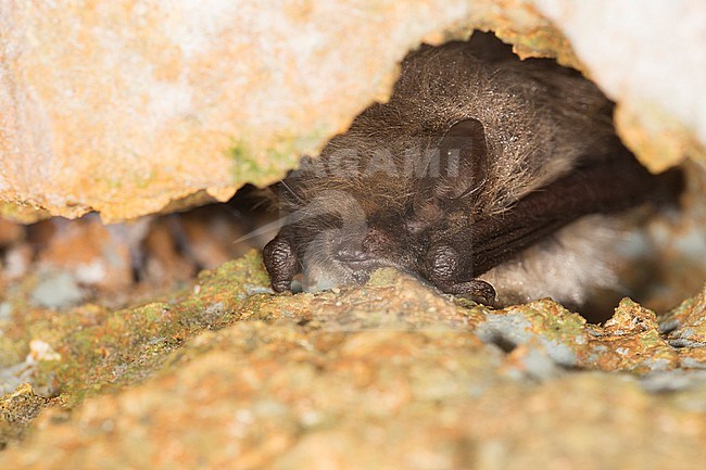 Alcathoe bat in hibernation stock-image by Agami/Theo Douma,