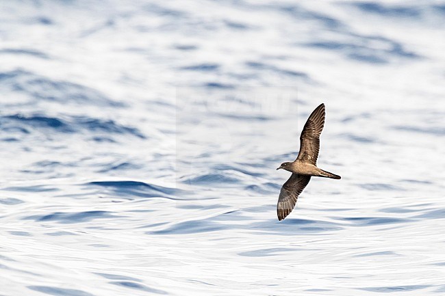 Bulwer's Petrel (Bulweria bulwerii) in flight over the ocean off Madeira. stock-image by Agami/Marc Guyt,