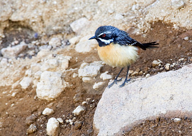 Roodborstrotsspringer zittend op een rots, Orange-breasted Rock-Jumper perched on a rock stock-image by Agami/Marc Guyt,