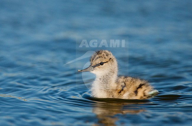 Kluut, Pied Avocet, Recurvirostra avosetta stock-image by Agami/Menno van Duijn,