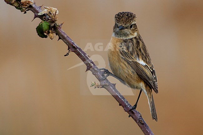 Volwassen vrouwtje Roodborsttapuit; Adult female European Stonechat stock-image by Agami/Daniele Occhiato,