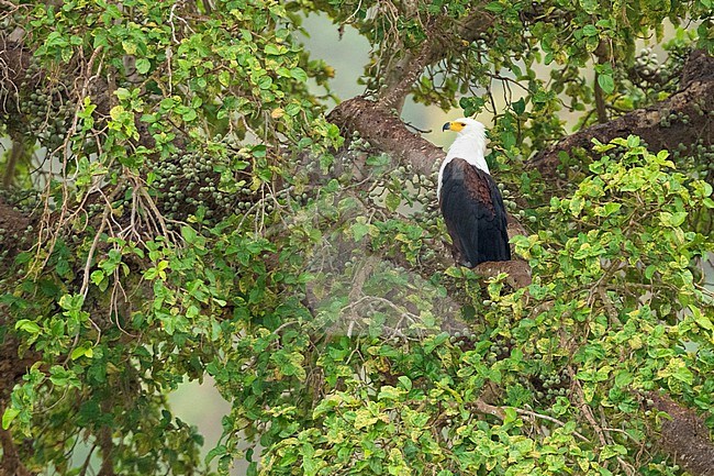 African Fish Eagle (Haliaeetus vocifer), adult perched. stock-image by Agami/Saverio Gatto,