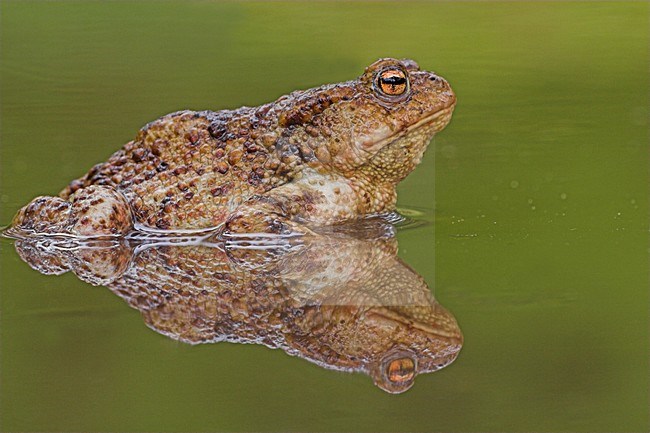 Gewone pad in water, Common Toad in water stock-image by Agami/Menno van Duijn,