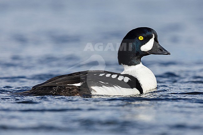 Barrow's Goldeneye (Bucephala islandica), side view of an adult male swimming in the water, Northeastern Region, Iceland stock-image by Agami/Saverio Gatto,