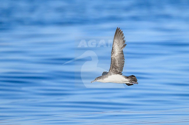 Persian shearwater, Puffinus persicus, in flight. stock-image by Agami/Sylvain Reyt,