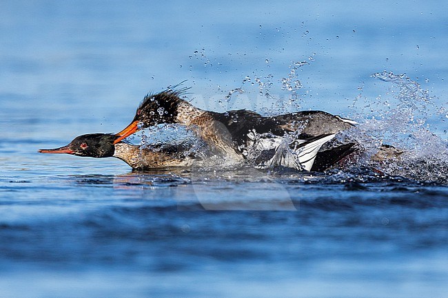 Red-breasted Merganser (Mergus serrator), two males fighting, Northeastern Region, Iceland stock-image by Agami/Saverio Gatto,