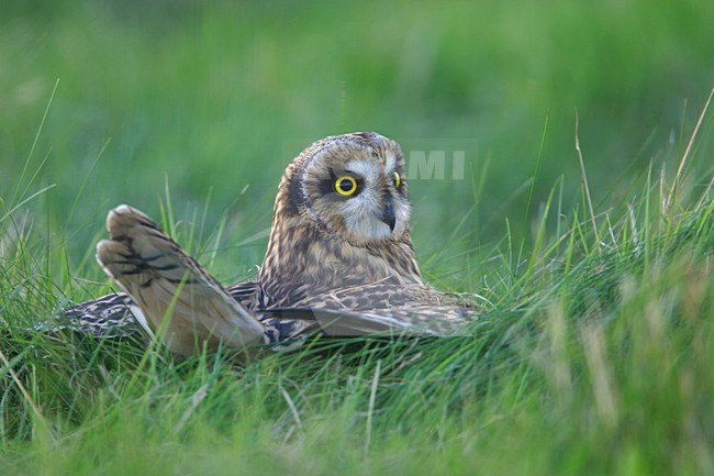 Short-eared Owl perched; Velduil zittend stock-image by Agami/Bill Baston,