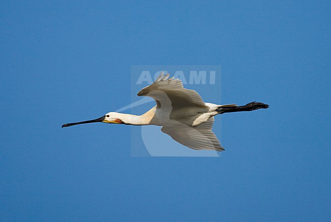 Eurasian Spoonbill Flying; Lepelaar vliegend stock-image by Agami/Marc Guyt,