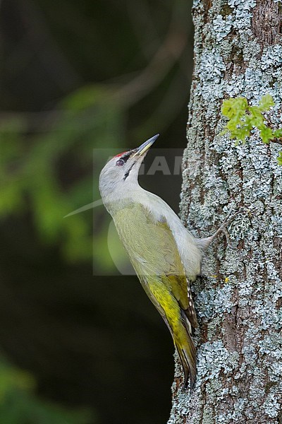 Grey-headed Woodpecker - Grauspecht - Picus canus ssp. canus, Poland, adult, male stock-image by Agami/Ralph Martin,