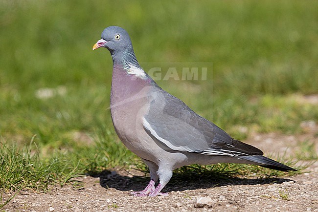Common Wood Pigeon (Columba palumbus), side view of an adult standing on the ground, Abruzzo, Italy stock-image by Agami/Saverio Gatto,