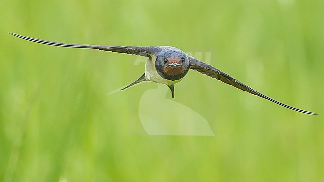 Barn Swallow (Hirundo rustica) in flight with spread wings, frontal view. stock-image by Agami/Lennart Verheuvel,