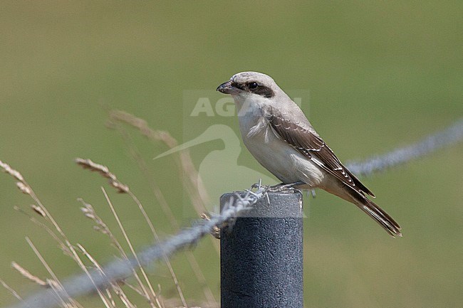 First-winter Lesser Grey Shrike (Lanius minor) perched on a fench in Belgium. stock-image by Agami/David Monticelli,