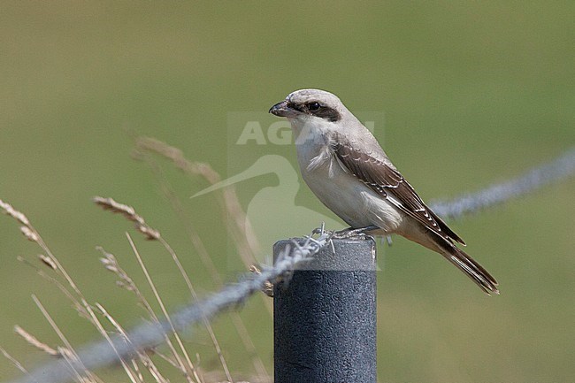 First-winter Lesser Grey Shrike (Lanius minor) perched on a fench in Belgium. stock-image by Agami/David Monticelli,