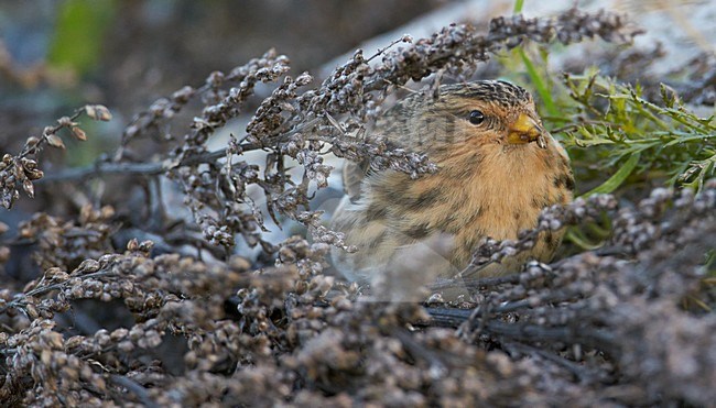 Foeragerende Frater, Foraging Twite stock-image by Agami/Markus Varesvuo,
