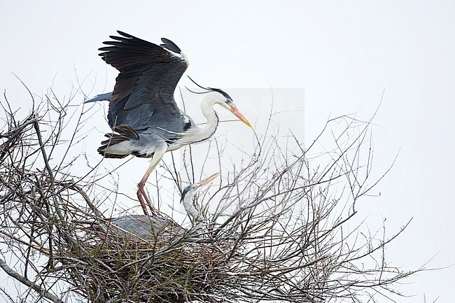 Grey Heron (Ardea cinerea ssp. cinerea) France, adult, breeding plumage with nesting material stock-image by Agami/Ralph Martin,