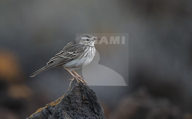 Berthelot's Pipit (Anthus berthelotii berthelotii) perched on a rock at la Rasca, Tenerife, Canary Islands stock-image by Agami/Helge Sorensen,