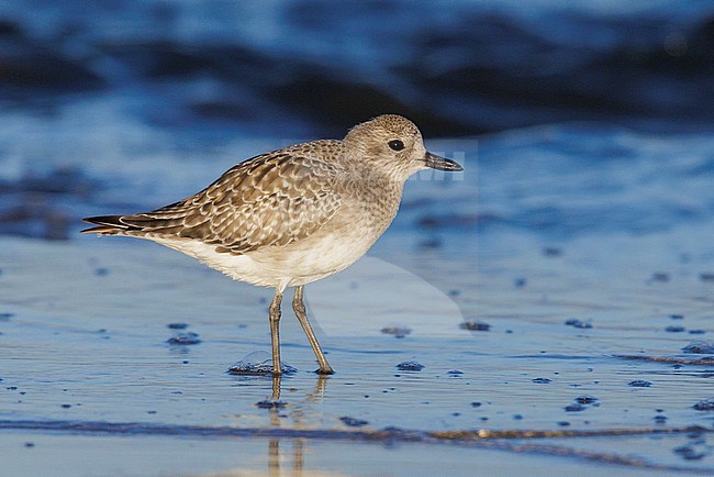 Grey Plover (Pluvialis squatarola), side view of an adult in winter plumage standing in the water, Campania, Italy stock-image by Agami/Saverio Gatto,