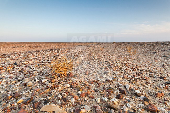 Landscape of central desert of Oman stock-image by Agami/Ralph Martin,