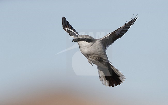 Great Grey Shrike (Lanius excubitor koenigi) close up of hovering bird at Fuerteventura, Canary Islands stock-image by Agami/Helge Sorensen,