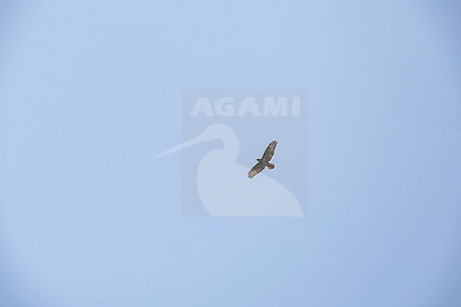 Cape Verde Buzzard (Buteo bannermani) flying over Santo Antao, Cape Verde. stock-image by Agami/Vincent Legrand,
