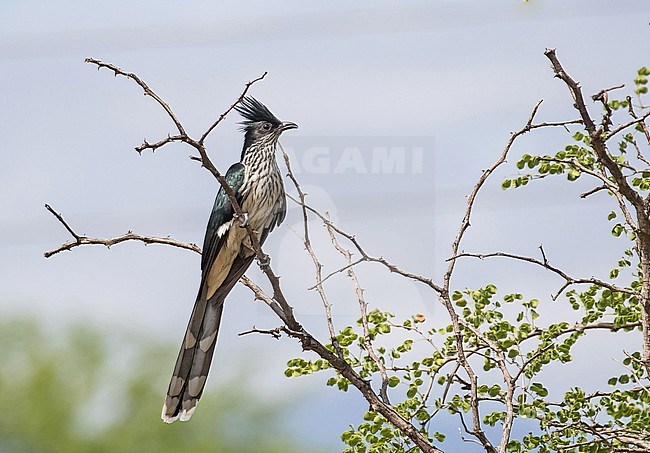 Levaillant's cuckoo (Clamator levaillantii) in South Africa. stock-image by Agami/Pete Morris,