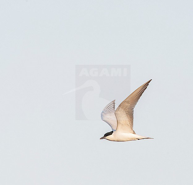 Adult Gull-billed Tern (Gelochelidon nilotica) in flight over Greek island Lesvos during spring migration. stock-image by Agami/Marc Guyt,