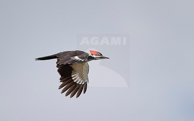Pileated Woodpecker (Dryocopus pileatus) in flight at Everglades NP, Florida, USA stock-image by Agami/Helge Sorensen,