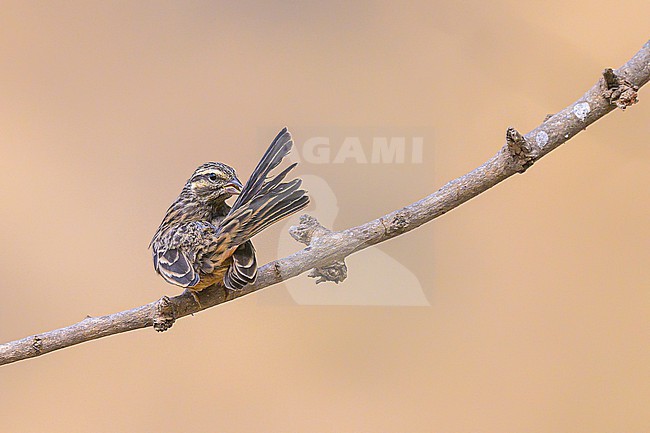 Cinnamon-breasted Bunting, Emberiza tahapisi, grooming and perched on a branch. stock-image by Agami/Sylvain Reyt,