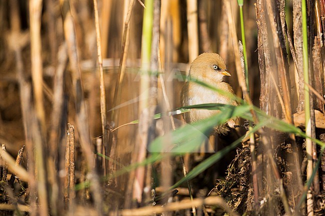 Bearded Reedling (Panurus biarmicus ssp. biarmicus), Germany, 1st cy female perched in reed stock-image by Agami/Ralph Martin,