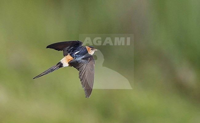 Adult Red-rumped Swallow (Cecropis rufula) in flight in Extremadura, Spain. stock-image by Agami/Helge Sorensen,