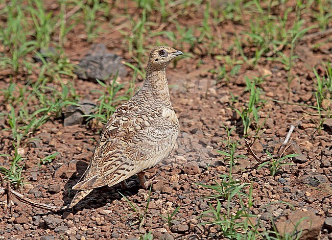 Chestnut-bellied sandgrouse, Pterocles exustus stock-image by Agami/Pete Morris,
