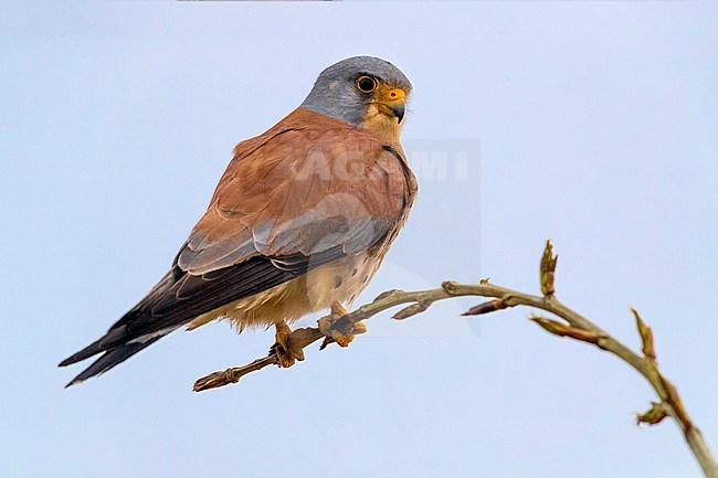 Male Lesser Kestrel (Falco naumannii) perched in a small tree in Morocco. stock-image by Agami/Daniele Occhiato,