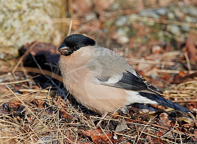 Eurasian Bullfinch female (Pyrrhula pyrrhula) Utö Finland April 2018 stock-image by Agami/Markus Varesvuo,