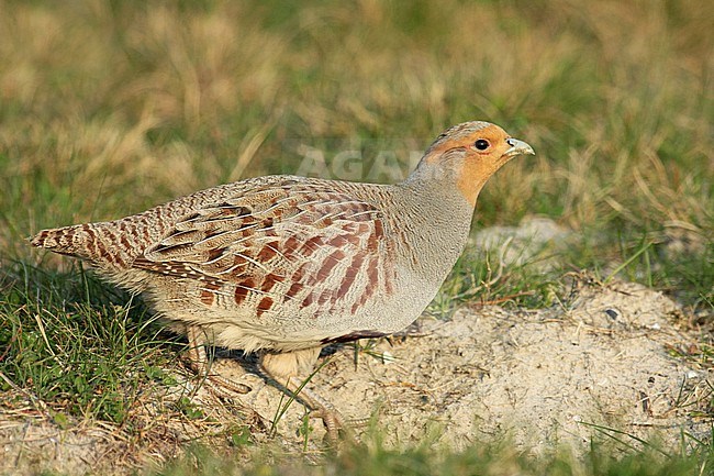Grey Partridge (Perdix perdix), adult male standing, seen from the side. stock-image by Agami/Fred Visscher,