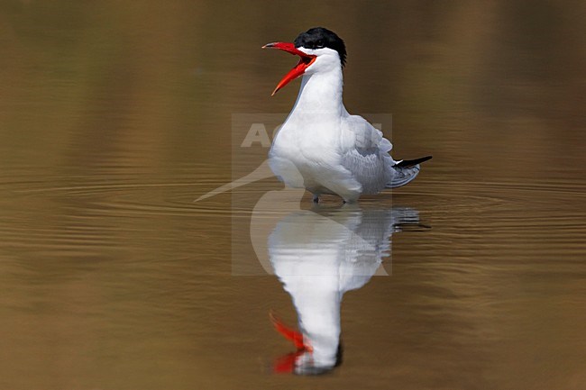 Volwassen Reuzenstern in zomerkleed; Adult summer Caspian Tern stock-image by Agami/Daniele Occhiato,