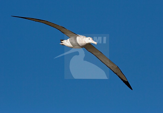 Grote Albatros vliegend; Snowy (Wandering) Albatross flying stock-image by Agami/Marc Guyt,