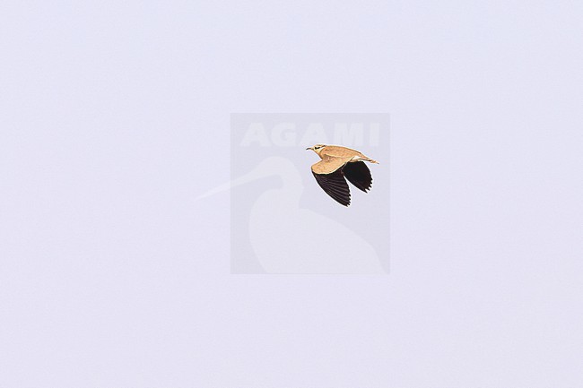Temminck's Courser (Cursorius temminckii) flying against a blue sky as a background, Gambia stock-image by Agami/Tomas Grim,