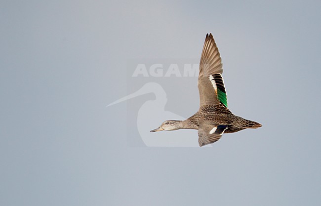 Vrouwtje Wintertaling in de vlucht; Female Common Teal in flight stock-image by Agami/Markus Varesvuo,