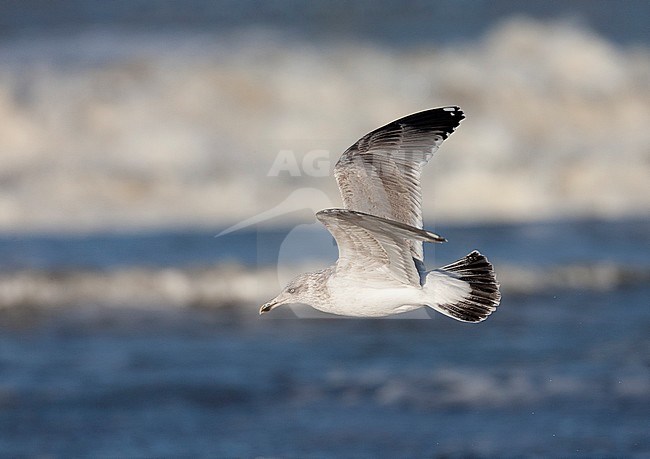 Second-winter European Herring Gull (Larus argentatus) flying in front of the Dutch north sea off Katwijk. Side view of bird flying in front of the surf. stock-image by Agami/Marc Guyt,