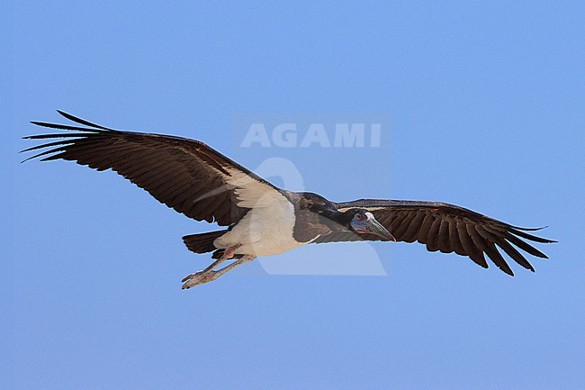 Abdim's Stork (Ciconia abdimii) taken the 28/02/2023 at Salalah - Oman. stock-image by Agami/Nicolas Bastide,