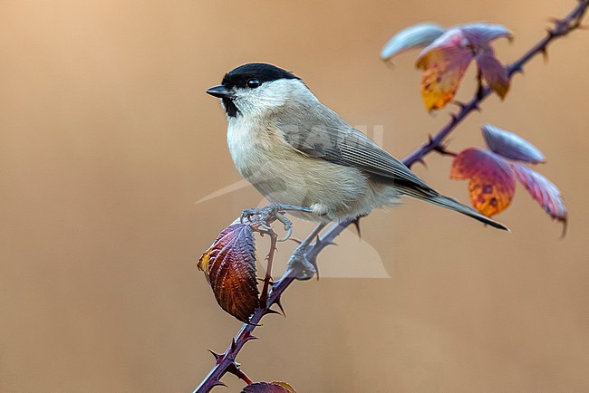 Marsh Tit, Poecile palustris, in Italy. stock-image by Agami/Daniele Occhiato,