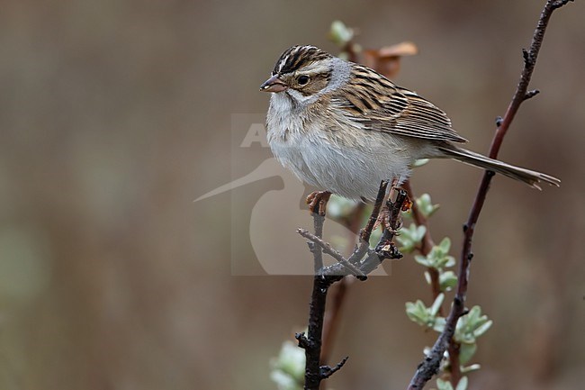 Clay-colored Sparrow (Spizella pallida) perched on top of a bush stock-image by Agami/Dubi Shapiro,